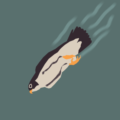Falcon diving