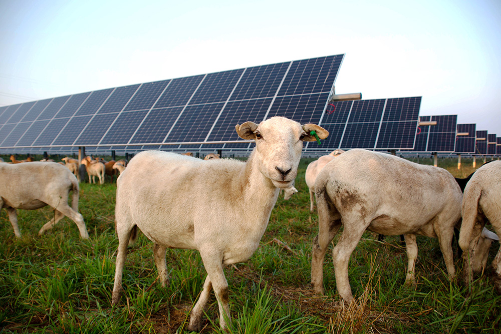 Sheep grazing at Tyto Solar in Fitchburg, Wis.