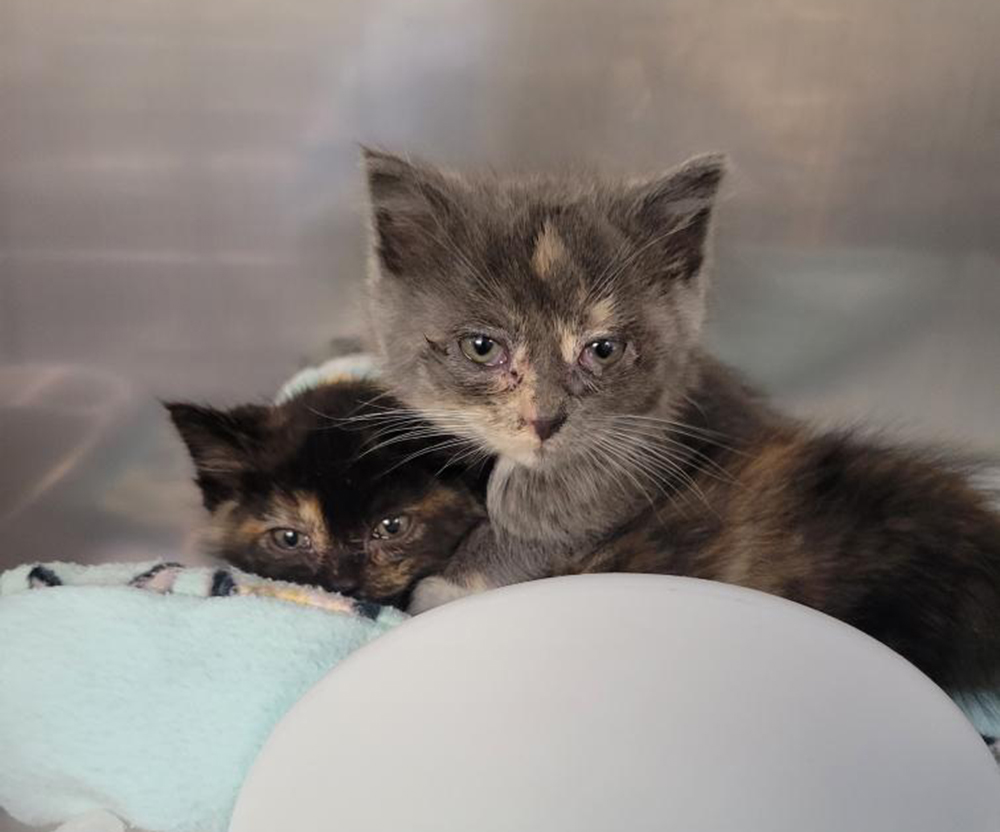 Kittens at Dane County Humane Society