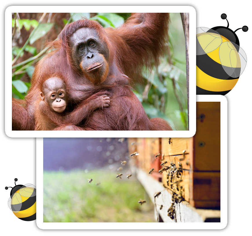 An orangutan and bees flying around a give