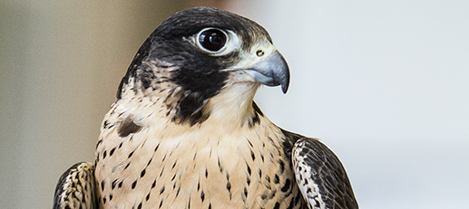 Falcons Nesting at Blount Station