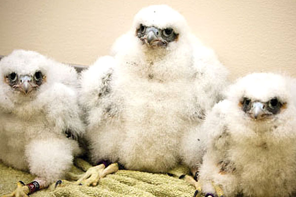 2009 falcon chicks