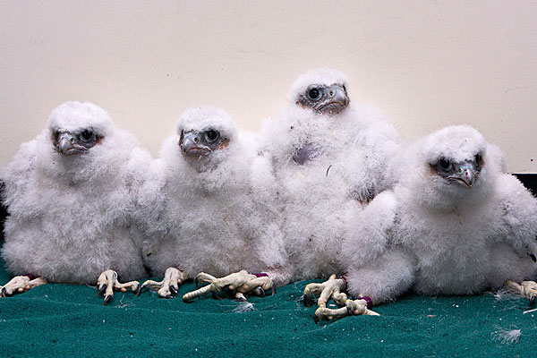 2010 falcon chicks