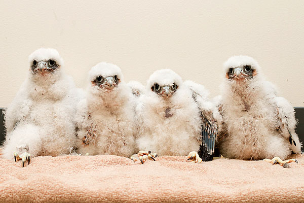 2011 falcon chicks