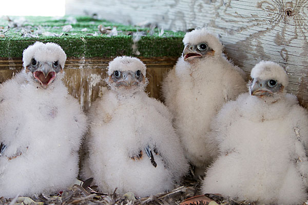 2012 falcon chicks