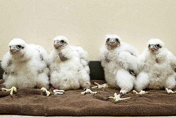 2013 falcon chicks