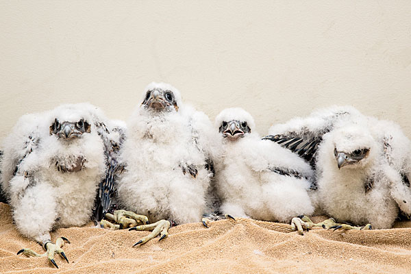 2014 falcon chicks