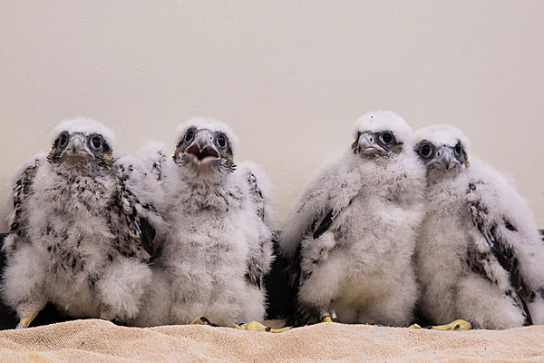 2015 falcon chicks
