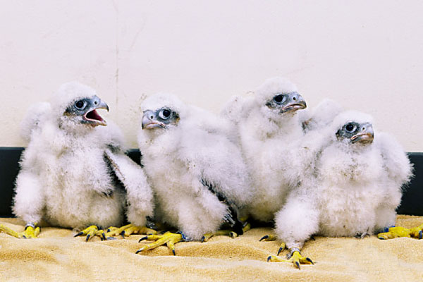 2016 falcon chicks