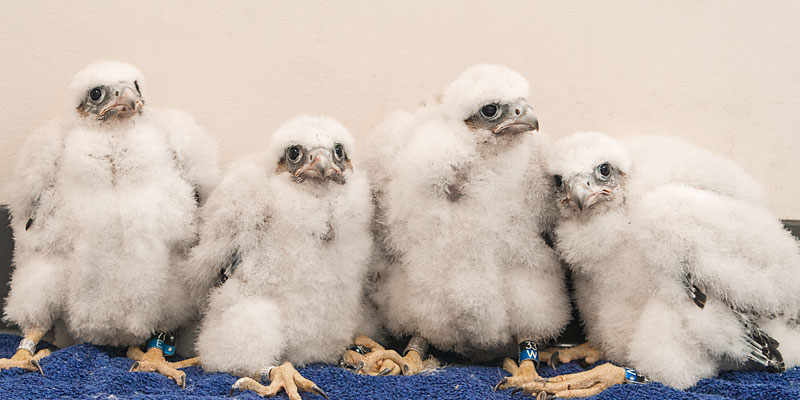 2017 falcon chicks