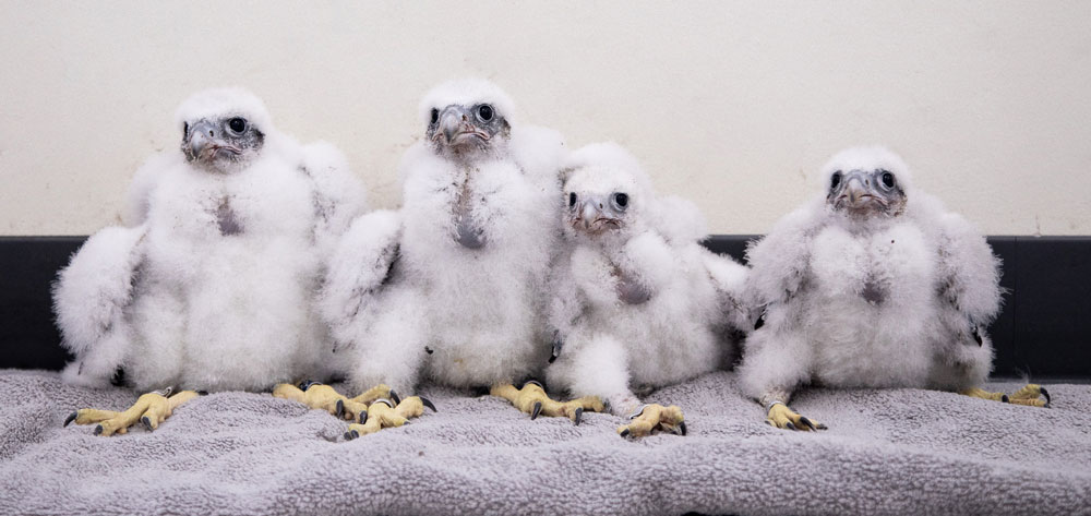2018 falcon chicks