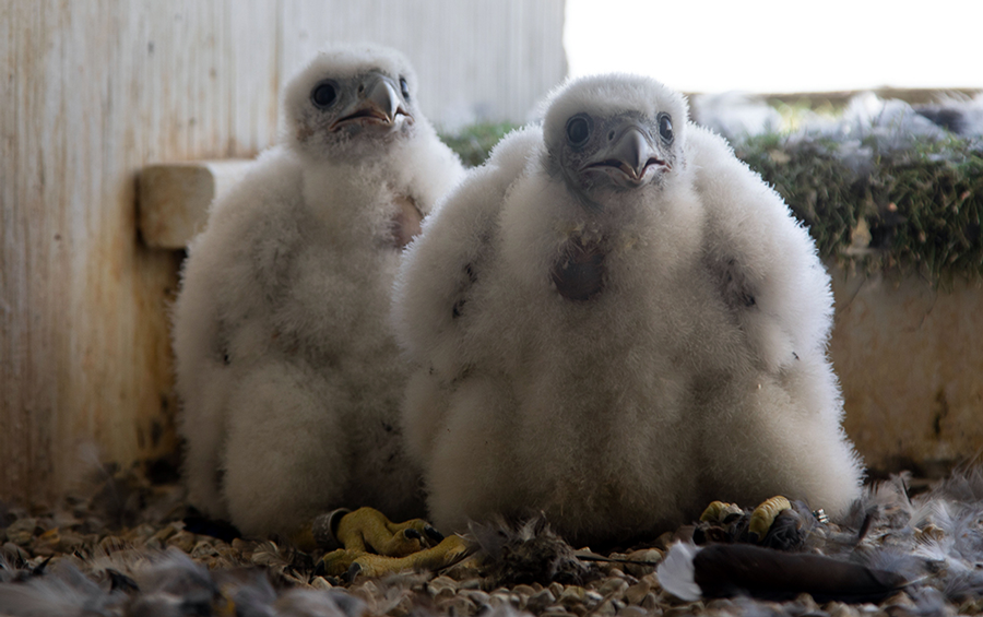 Two falcon chicks get banded