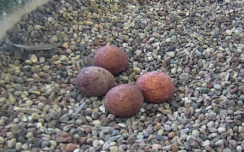 Four eggs in the nesting box