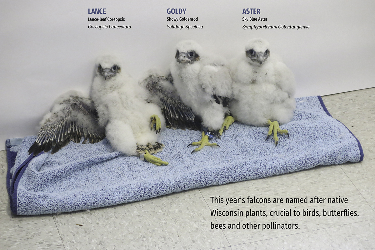 2019 falcon chicks