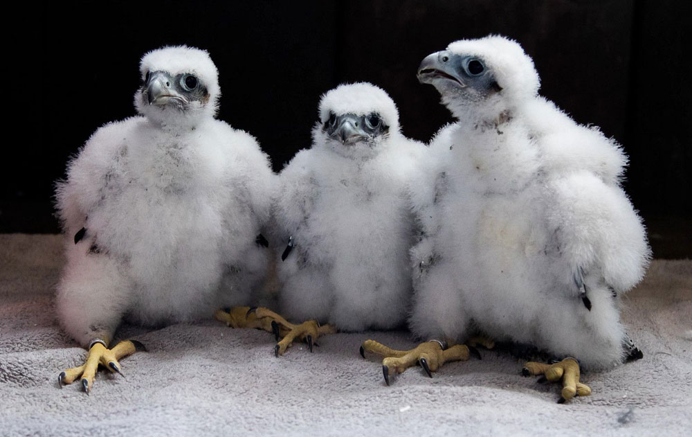 2021 falcon chicks