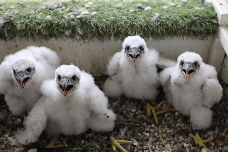 2020 falcon chicks
