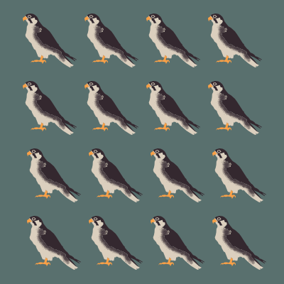 Falcon population decline