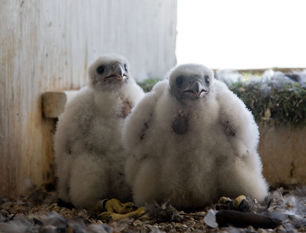 falcon chicks