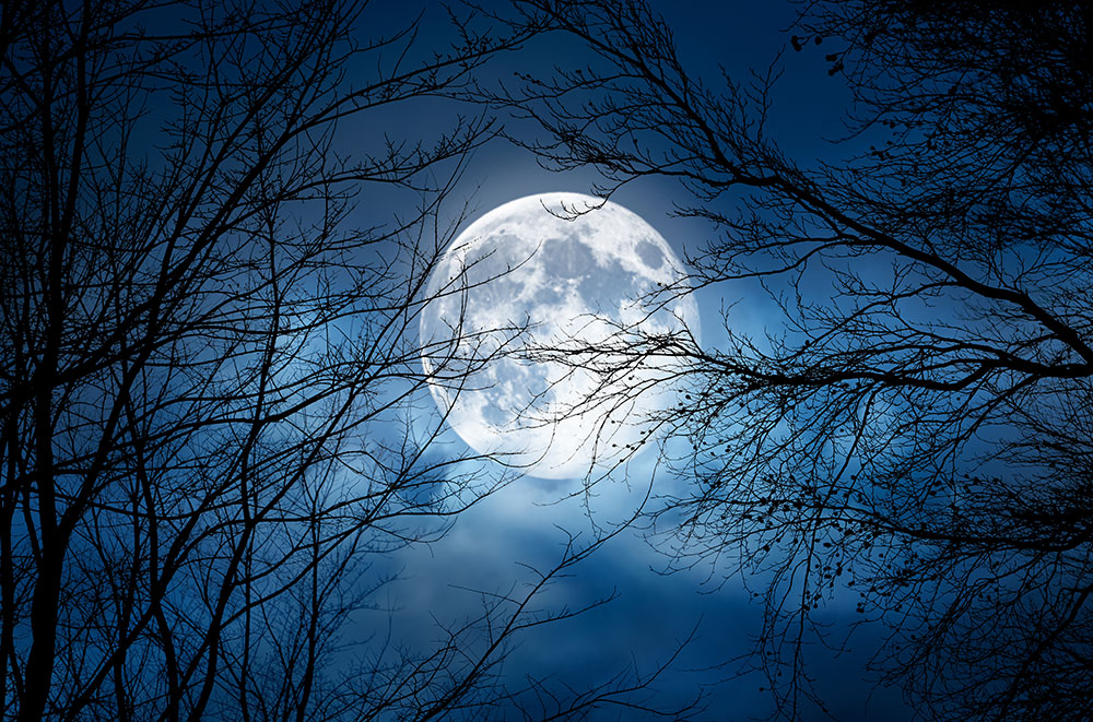 Spooky full moon behind bare tree branches