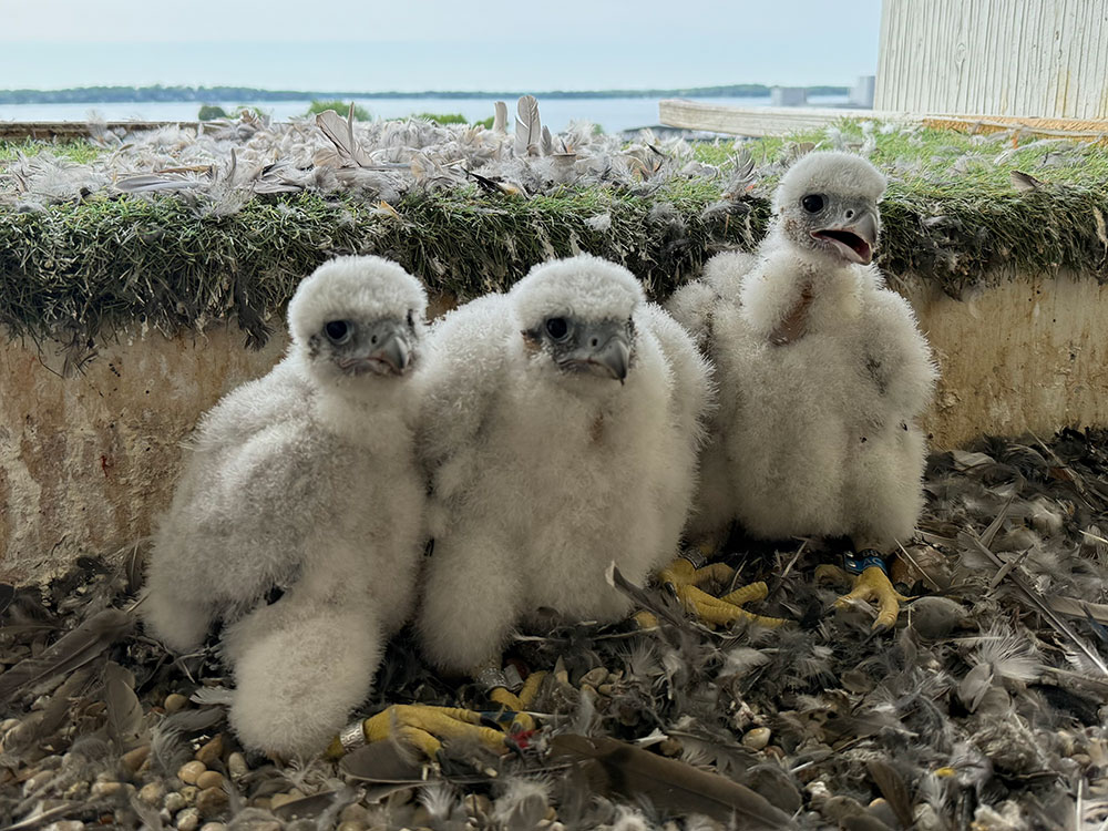 The 2025 falcon chicks in the nesting box after being banded