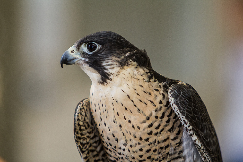 Close-up profile view of an adult peregrine falcon's head and chest.