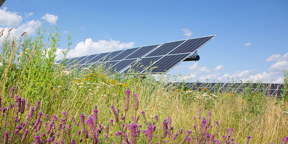 Hermsdorf Solar Fields in summer with purple and yellow wildflowers among the solar arrays
