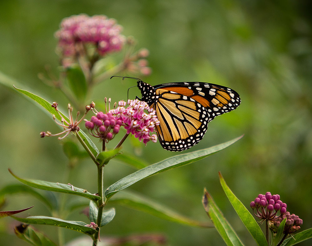 Monarch butterfly.