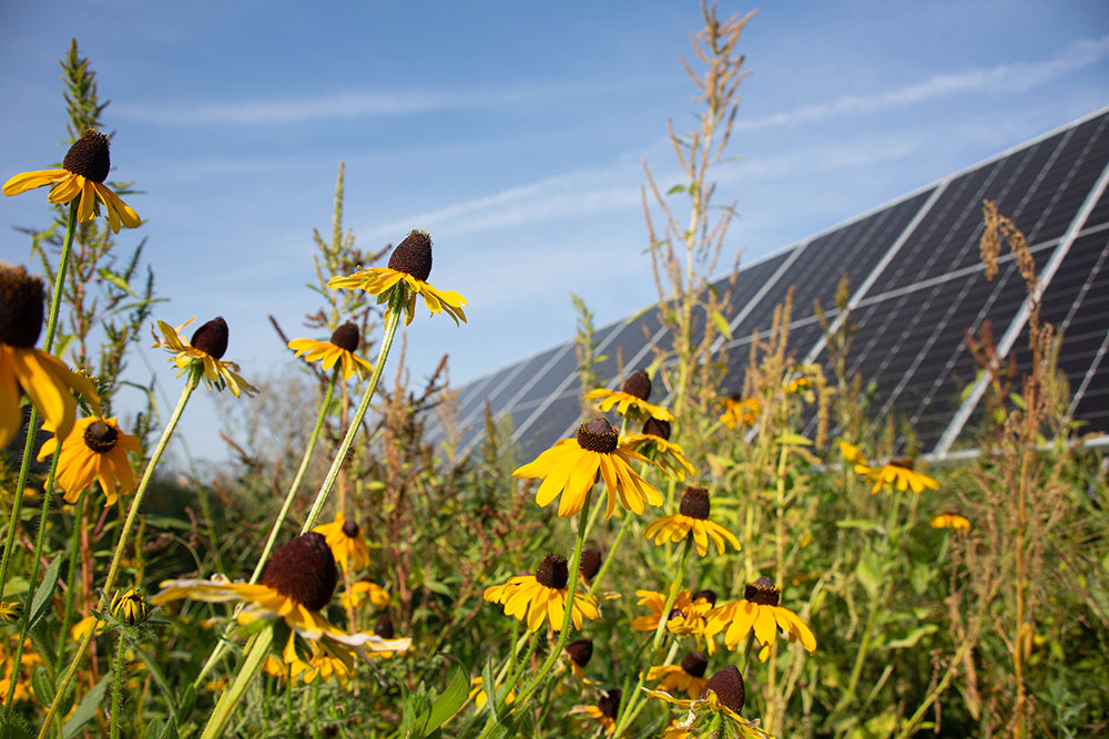 Wildflowers growing in a solar field