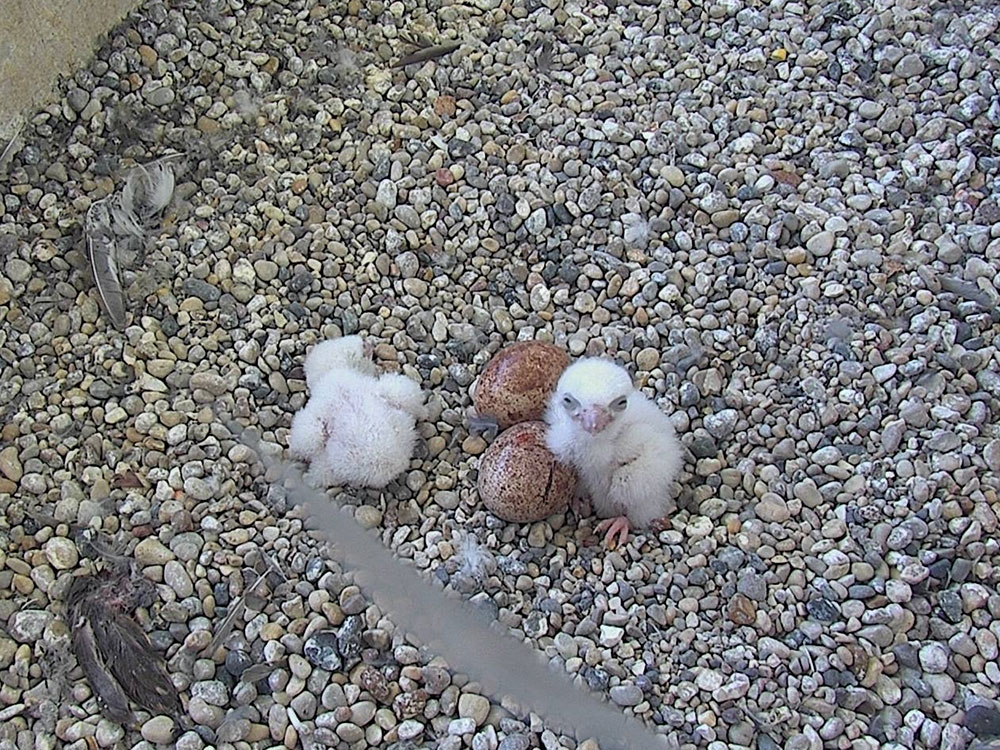 Two young peregrine falcon chicks