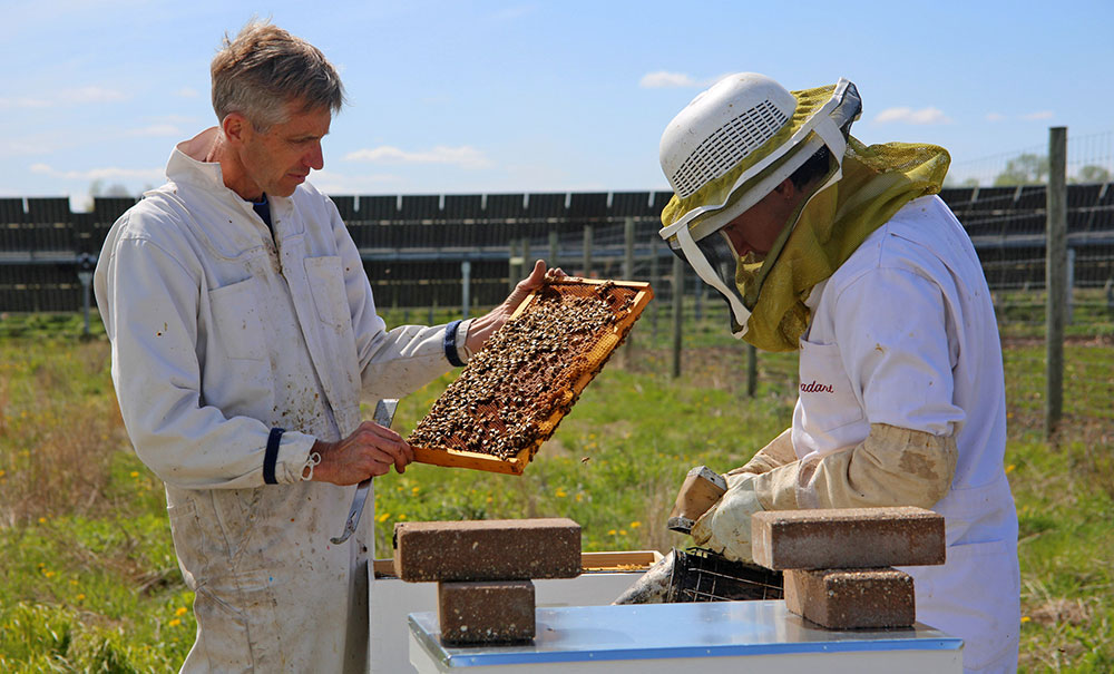 bee hives at O'Brien Solar Fields