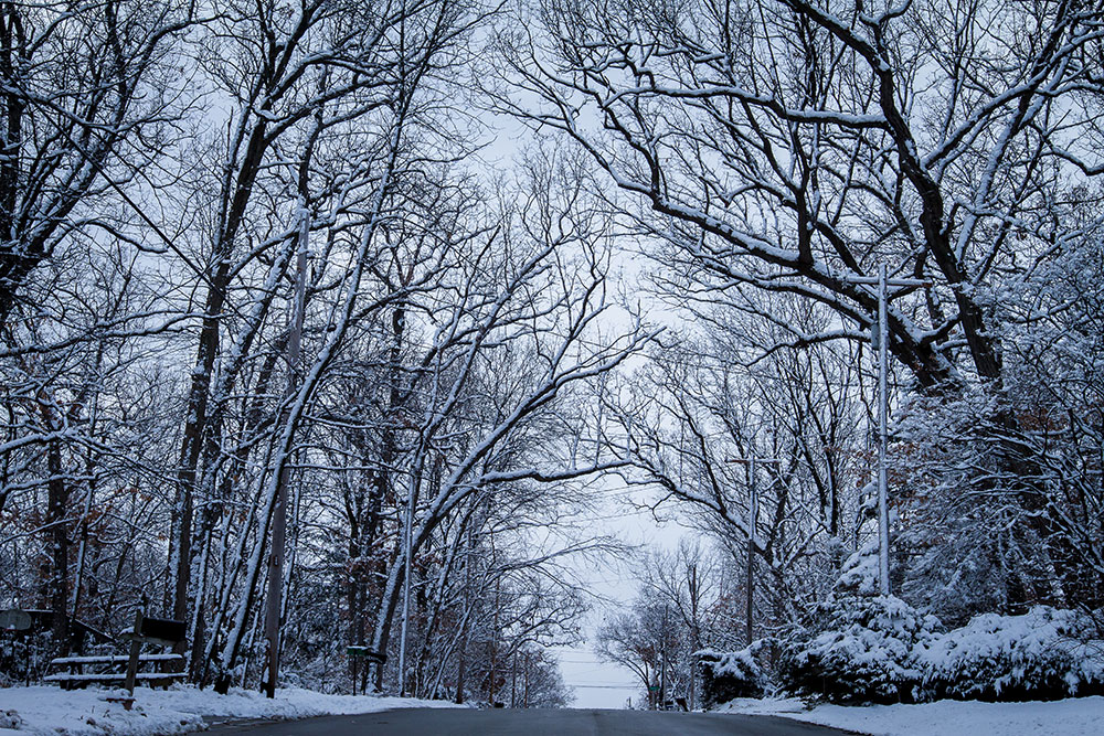 Snow covering trees and street