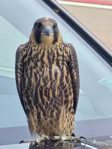 Peregrine falcon resting on a parked car