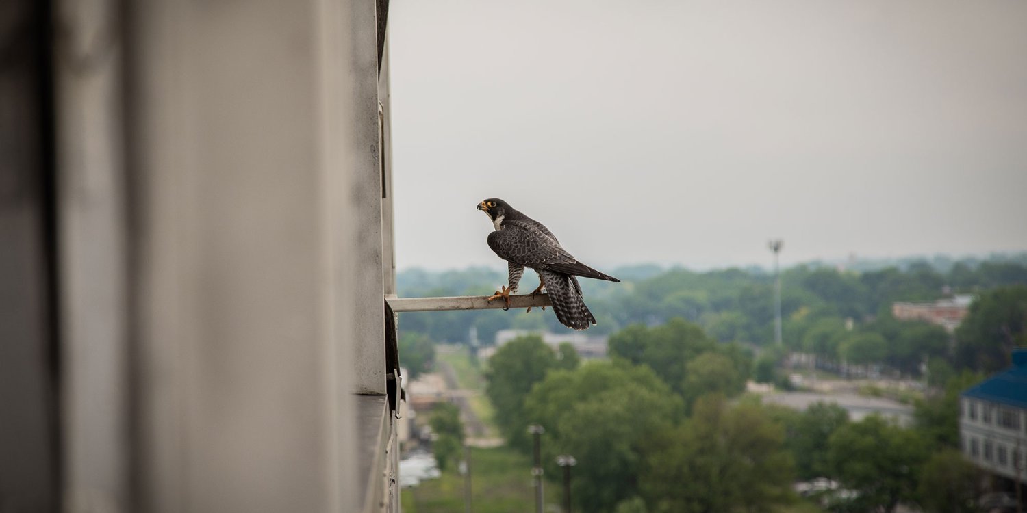 Falcon resting on the perch at the MGE nest box.
