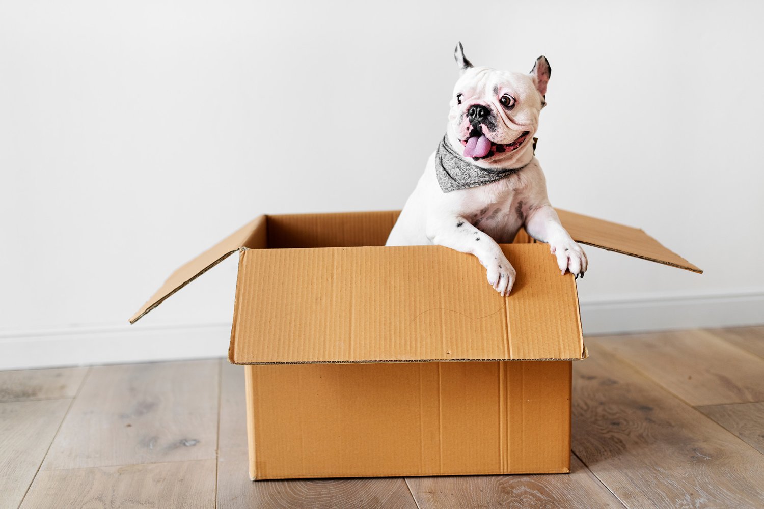 French bulldog in a moving box
