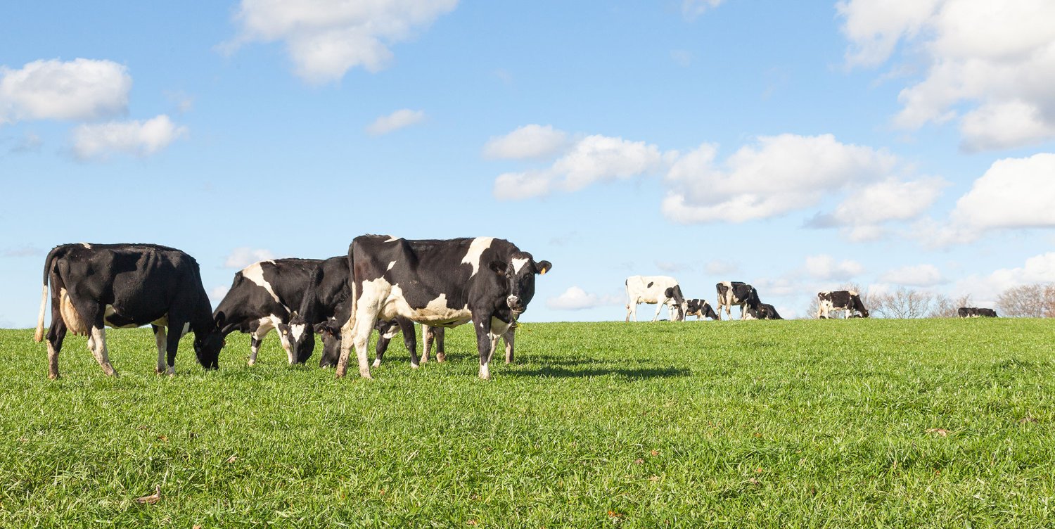 Holstein cows graze in a green pasture with blue sky overhead
