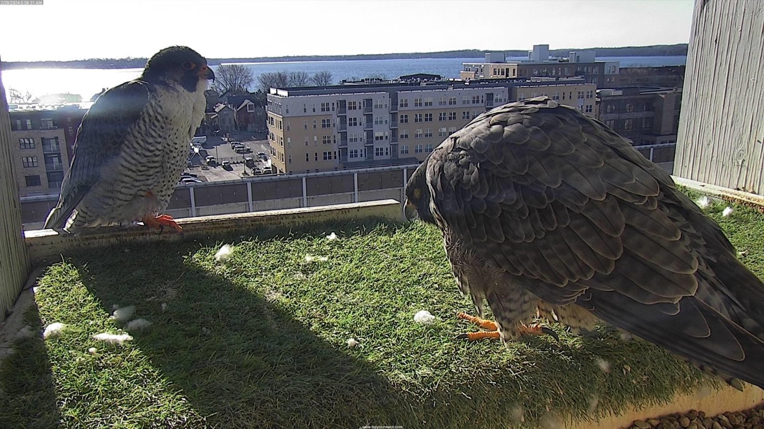 Trudy and Melvin in the MGE nesting box.