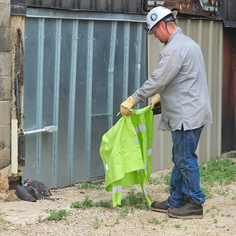 MGE staff rescuing a downed peregrine falcon