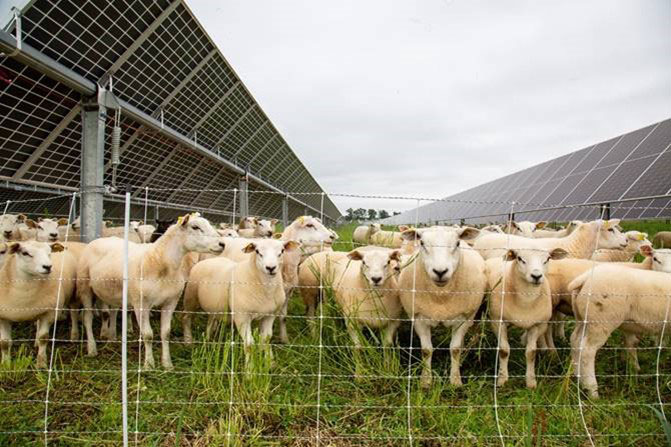 Texel sheep at Halbur’s Heavenly Hill in Fond du Lac, Wis.