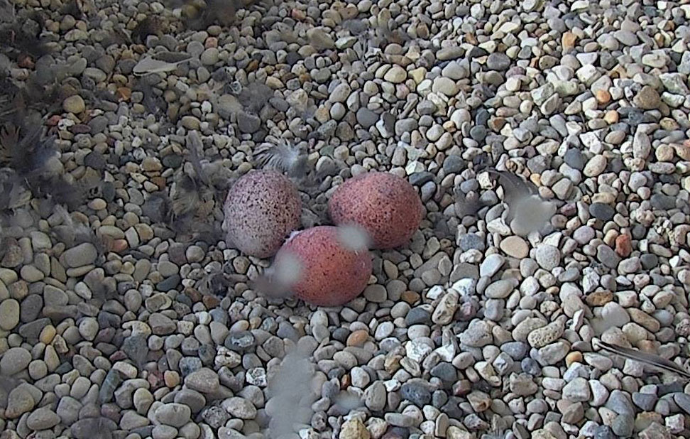 Three falcon eggs in the MGE nesting box.