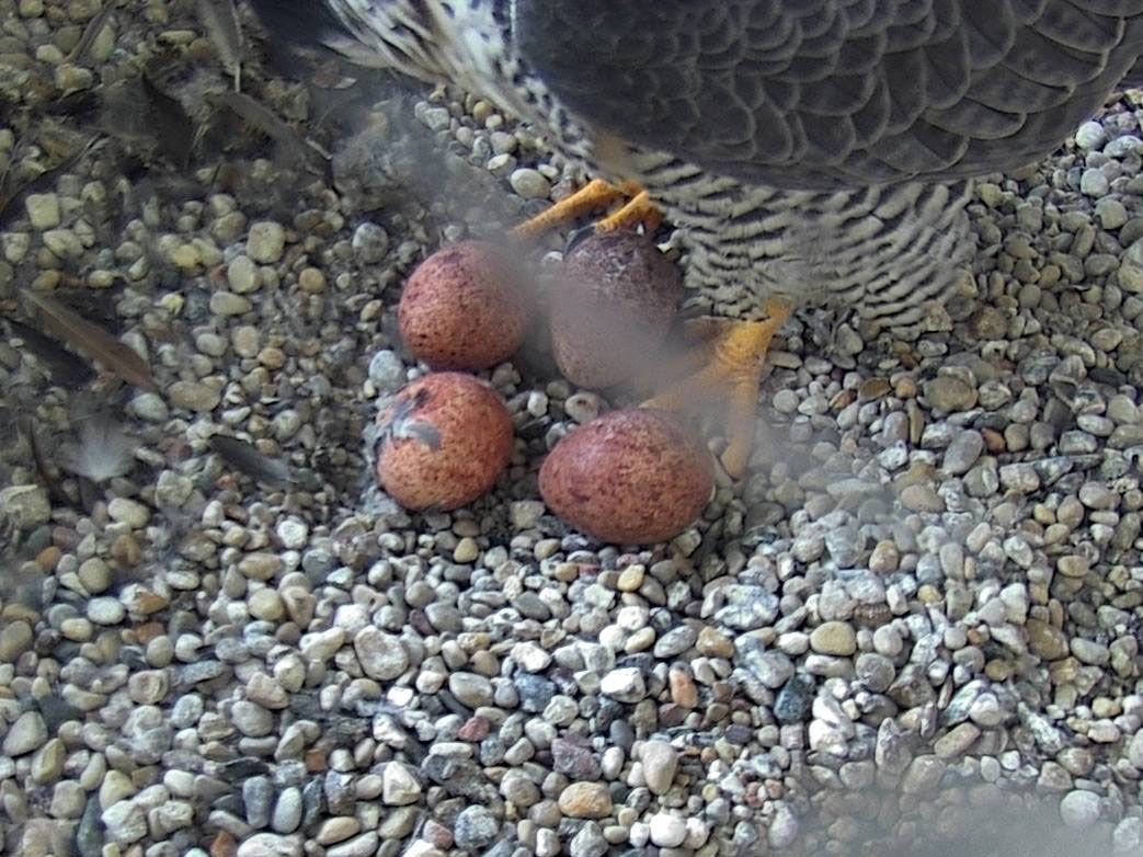Adult peregrine falcon with four eggs in the nest.