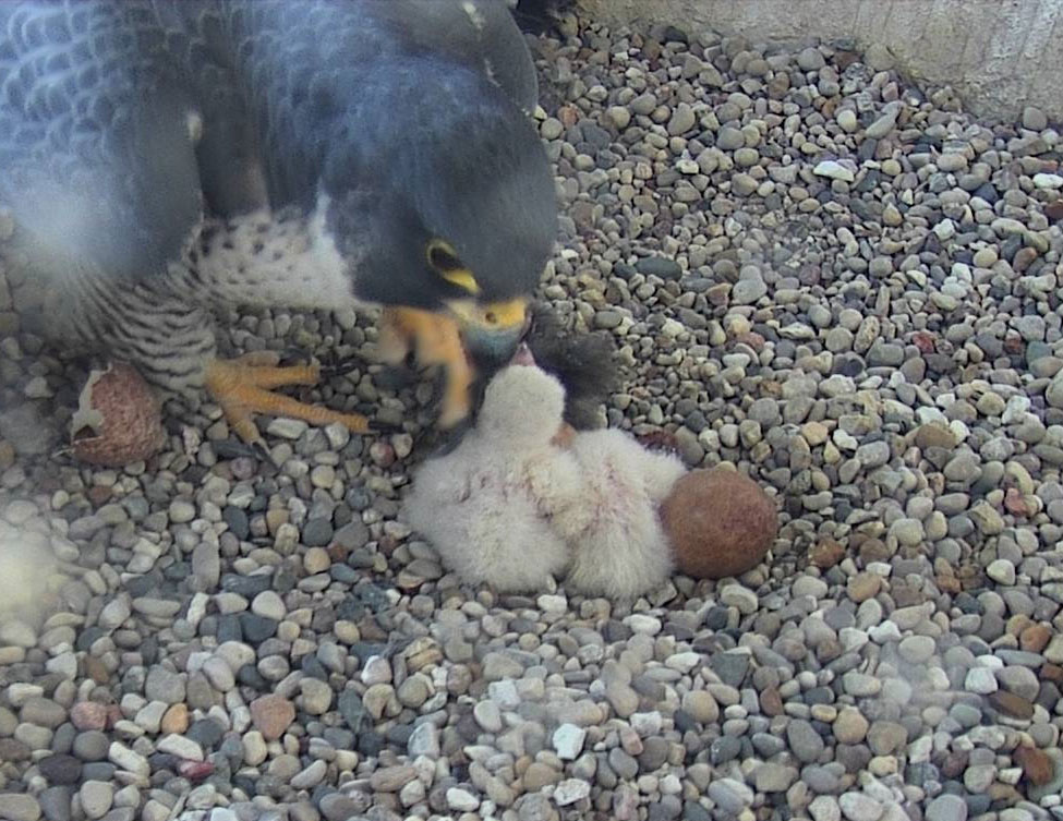 An adult peregrine falcon watching over two-recently hatched chicks.