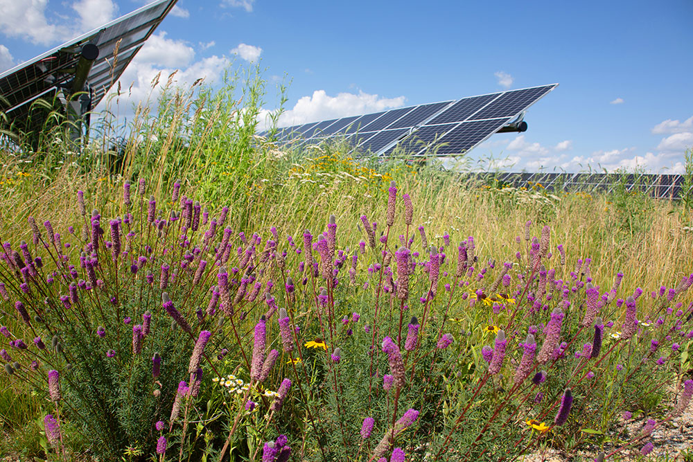 Wildflowers under solar panels at Hermsdorf Solar Fields 