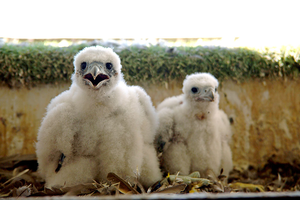 Two young peregrine falcon chicks