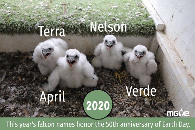 2020 MGE falcon chicks