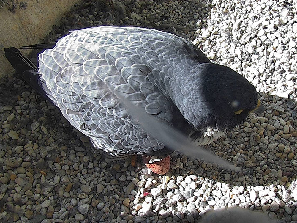Adult peregrine falcon with her first egg of the season.