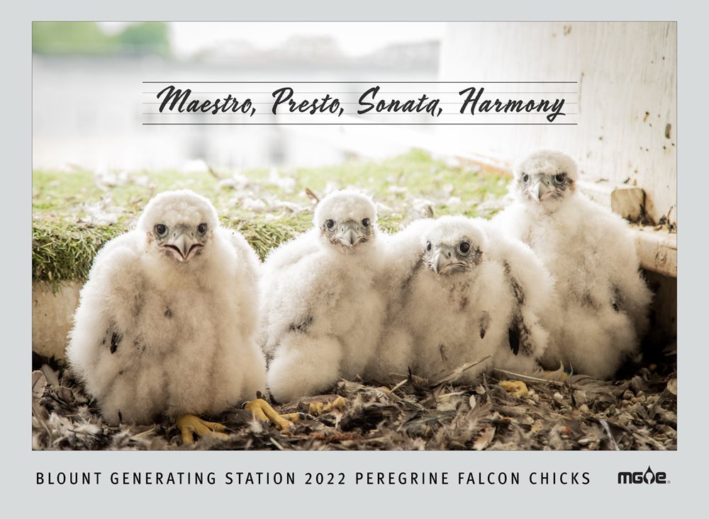 The 2022 MGE peregrine falcons: Maestro, Presto, Sonata and Harmony.