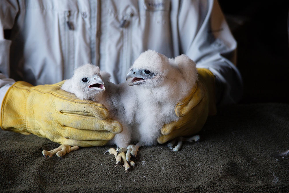 Two falcon chicks just after being banded at MGE's Blount Generating Station