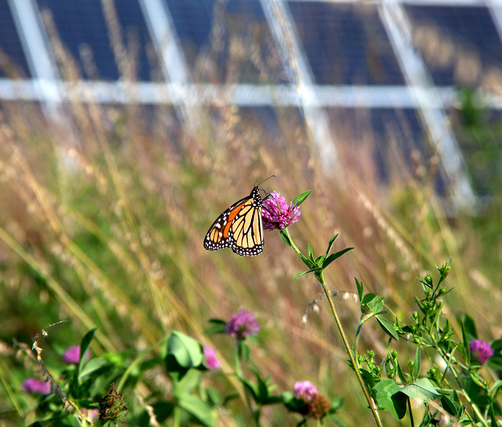Monarch butterfly