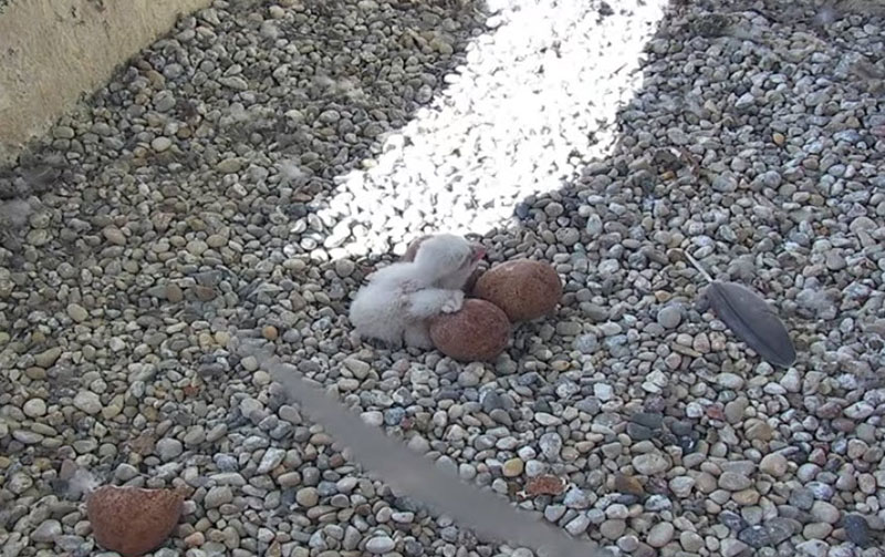 Peregrine falcon chick